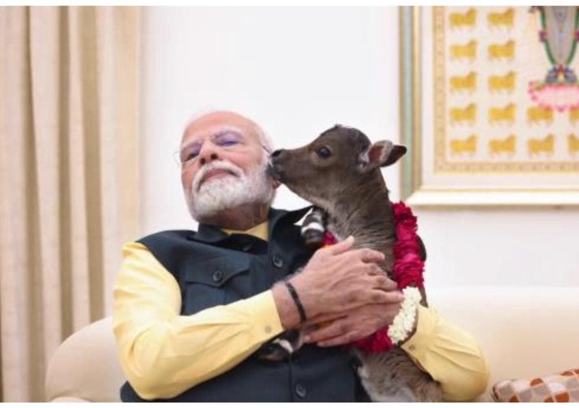 A garlanded nano calf being cuddled