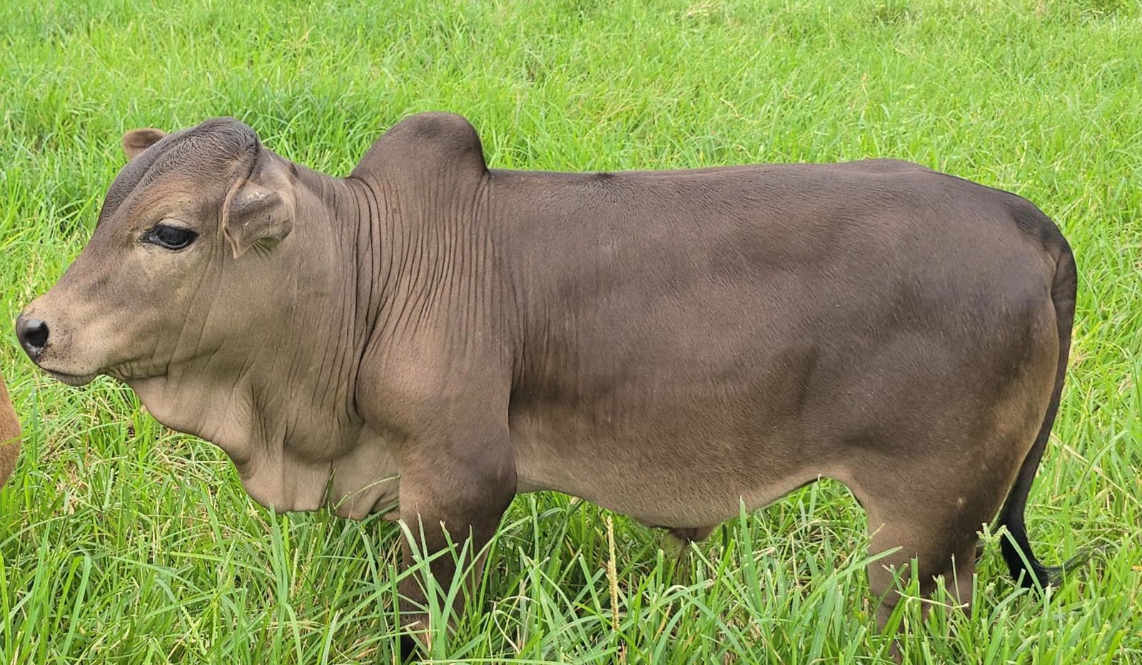 A close-up of a nano calf standing in a green pasture
