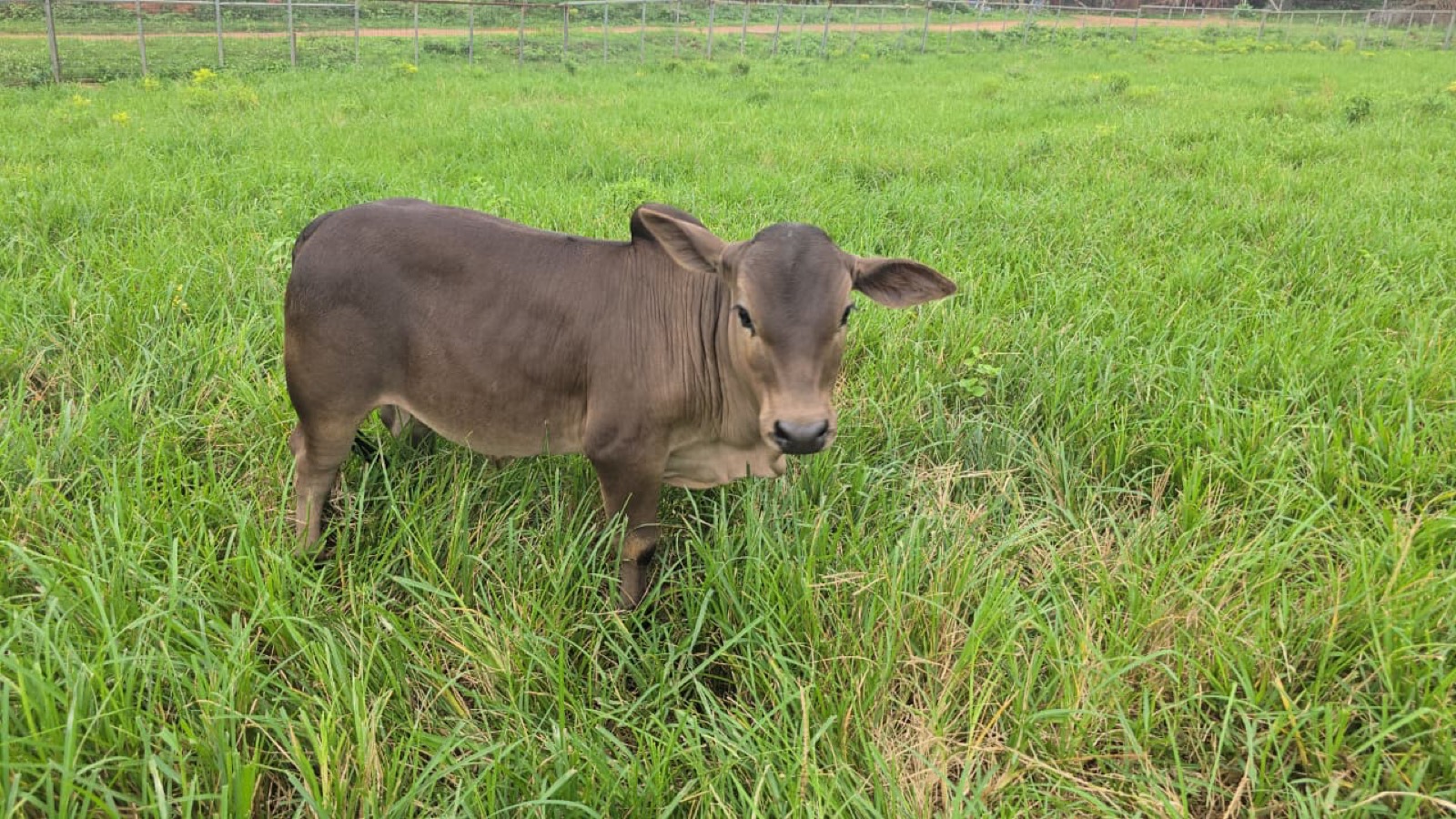 A grey nano calf standing in a green pasture