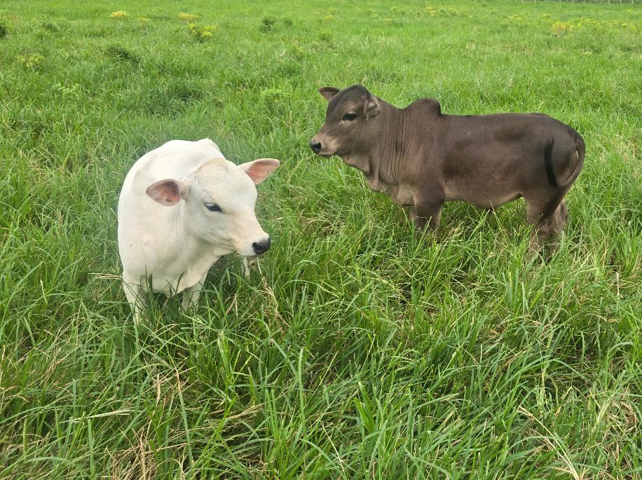 A white and a grey nano calf together in a green pasture